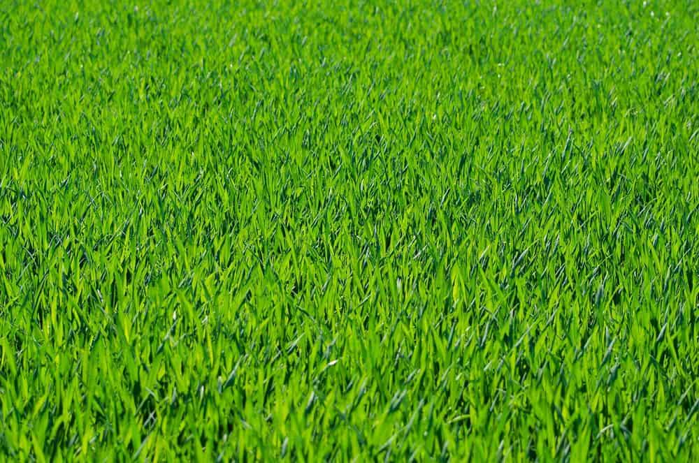 Sod Installation image